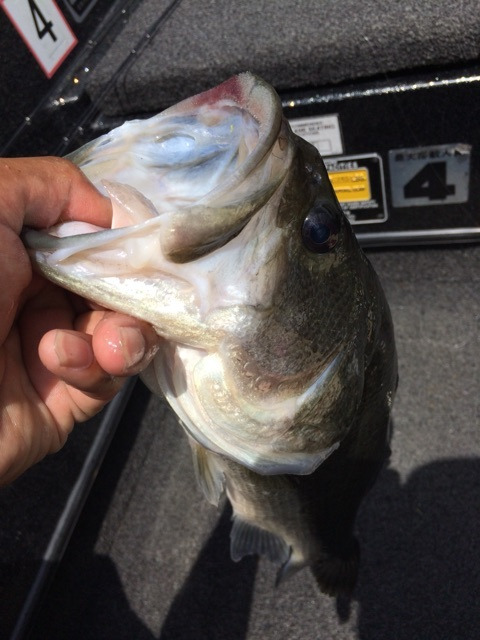 {8ADFC25A-126B-41B3-A30E-915EA39A22D6:01}