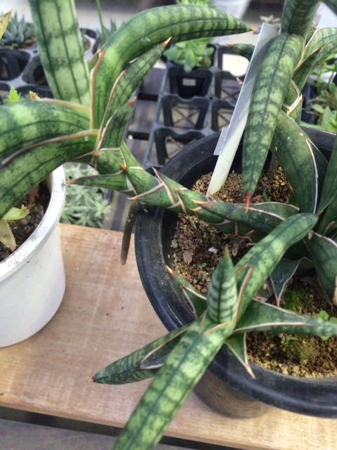 {D2742EE8-ED7C-47BA-96AD-5E85753A4E4D:01}