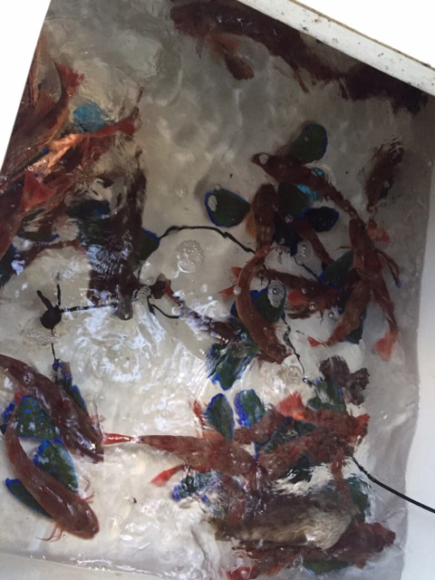 {81605E51-793A-4AD9-9BFE-C3C07C1E2361}