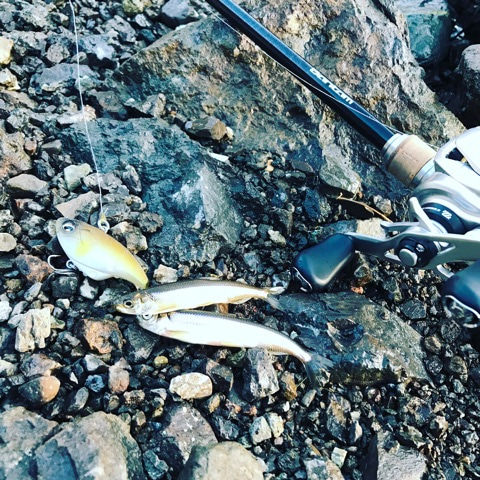 {C960595F-1D8A-4E9E-8A20-C7996A2CB79A}